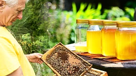 Jak poznat kvalitní med: Zkušený včelař radí, čeho si při nákupu všímat, abyste nenaletěli a nekoupili „obarvený“ cukr