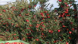 Encyklopedie českých jablek: Které odrůdy jsou nejlepší na štrúdl, ze kterých je parádní salát a které nejvíce chutnají dětem