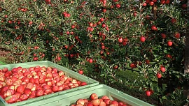 Encyklopedie českých jablek: Které odrůdy jsou nejlepší na štrúdl, ze kterých je parádní salát a které nejvíce chutnají dětem