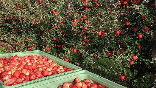 Encyklopedie českých jablek: Které odrůdy jsou nejlepší na štrúdl, ze kterých je parádní salát a které nejvíce chutnají dětem