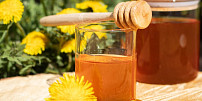 Pampeliškový med krok za krokem: Květy sbírejte za slunného dne a dejte pozor, abyste ho nepřevařili