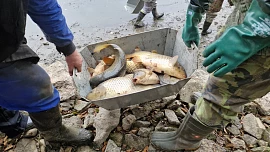 Výlovy rybníků 2025: Pro čerstvé ryby, na kapří hranolky nebo rybí polévku se můžete vydat nejen na Třeboňsko