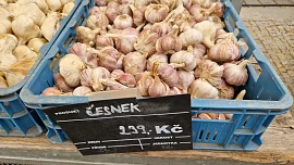 Farmářka mi prozradila nejlepší způsob uchování česneku. Takhle vydrží i v obýváku v paneláku celou zimu