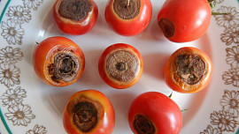 Jak bojovat proti chorobám rajčat? Napadené části rostliny se musí odstranit a je vhodné držet se osvědčených postupů