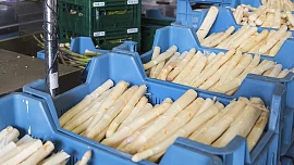 Kam vyrazit pro čerstvý český chřest: Na farmě pořídíte kilo už od 85 Kč a druhý květnový víkend navíc láká na chřestové slavnosti