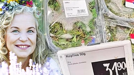 Kde ve městě či za ním sbírat kopřivy? Odbornice radí: Vyhněte se polím a v přírodě vyrazte raději do svahů, tam bude býlí nejlepší