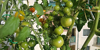 Co udělat se zelenými rajčaty? Usmažte je, dejte do papírových pytlíků s jablky, nebo je naložte i s kořením