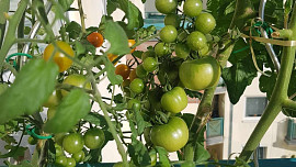 Co udělat se zelenými rajčaty? Usmažte je, dejte do papírových pytlíků s jablky, nebo je naložte i s kořením