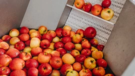 Moštování jablek 2023: Velký přehled farem z Čech i z Moravy, kde vám za pár korun zpracují jablka, nebo prodají vlastní mošt