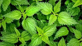 Kopřiva jako tajná zbraň pro vaši zahradu: Co všechno dokáže výluh z tohoto pálivého plevele a proč si ho doma kvasit