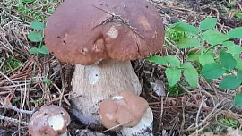 Velká houbová mapa 2024: Plné košíky hlásí houbaři ze Středních Čech, na bramboračku si nasbíráte i na Vysočině