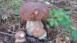 Velká houbová mapa 2024: Plné košíky hlásí houbaři ze Středních Čech, na bramboračku si nasbíráte i na Vysočině