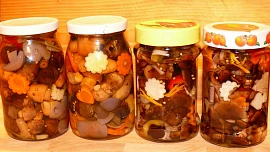 Kyselé houbičky podle Romana Pauluse: Rady a tipy, jak dary lesa správně naložit