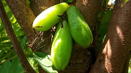 Znáte ačokču? Tuhle zdravou „paprikookurku“ si můžete zasadit na zahrádce!