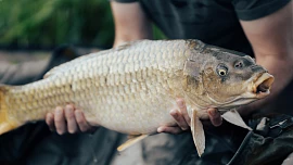 Jak poznat čerstvého kapra a který kus je ten nejchutnější? Na velikosti záleží!