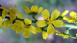 Byliny v kuchyni: Všeléčivý řepík pomůže na potenci, s trávením i se záněty