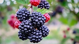 Byliny v kuchyni: Ostružiny posílí imunitu i paměť, odvar z listů skvěle vyčistí pleť!