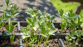 Libeček na zahradě: Vysaďte ho do polostínu, pravidelně zalévejte a vydrží i deset let bez přesazení