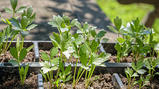 Libeček na zahradě: Vysaďte ho do polostínu, pravidelně zalévejte a vydrží i deset let bez přesazení