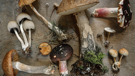Co se zásobami hub? Zkuste rychlou smaženici, tradiční kulajdu nebo bedlové řízky