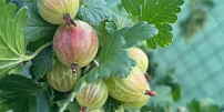 Angrešt je nejlepší sklízet nadvakrát: Získáte tak ovoce na marmelády i přímou konzumaci. Jde jen o to, trefit správný čas