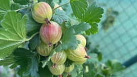 Angrešt je nejlepší sklízet nadvakrát: Získáte tak ovoce na marmelády i přímou konzumaci. Jde jen o to, trefit správný čas