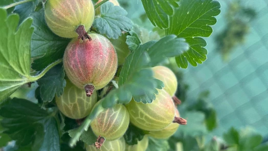 Angrešt je nejlepší sklízet nadvakrát: Získáte tak ovoce na marmelády i přímou konzumaci. Jde jen o to, trefit správný čas