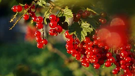 Červený, černý nebo bílý: Jak se liší různé druhy rybízů a jak je nejlépe zpracovat?