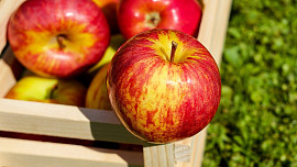 Jak na zimu dobře uskladnit velkou úrodu jablek? Při správném zacházení vydrží v dobré kondici až do dubna