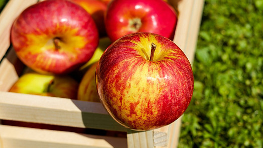 Jak na zimu dobře uskladnit velkou úrodu jablek? Při správném zacházení vydrží v dobré kondici až do dubna
