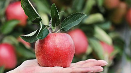 Barevná jablíčka jako nepostradatelná pochoutka do podzimních dní!