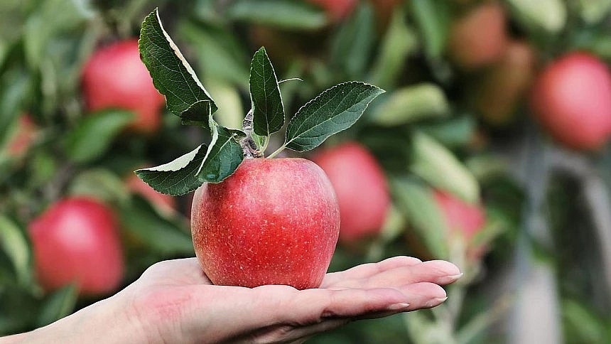 Barevná jablíčka jako nepostradatelná pochoutka do podzimních dní!