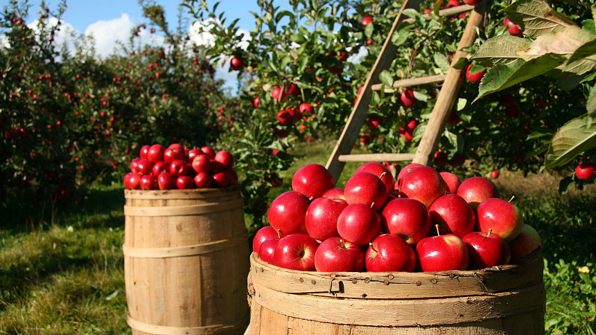 Samosběr jablek 2022: Velký přehled, kam pro ovoce vyrazit, jaké druhy jsou k mání a kde zaplatíte 5 Kč za kilo
