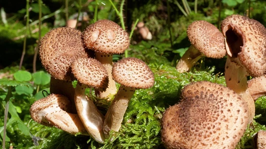 Václavky chutnají fantasticky, když se správně upraví, jinak jsou tyto krásné houby jedovaté