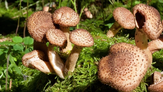 Václavky chutnají fantasticky, když se správně upraví, jinak jsou tyto krásné houby jedovaté