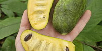 Chutná jako mango s banánem dohromady, ale vypěstujete ji i v Česku. Exotická asimina překvapí nenáročností