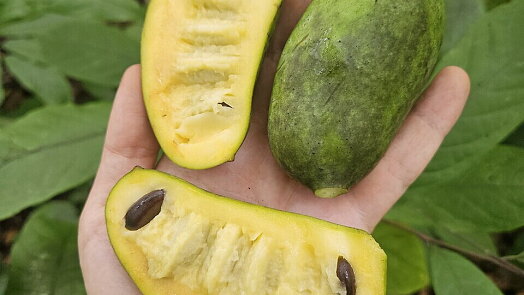 Chutná jako mango s banánem dohromady, ale vypěstujete ji i v Česku. Exotická asimina překvapí nenáročností