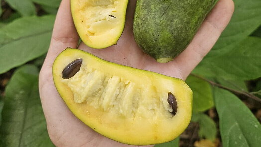 Chutná jako mango s banánem dohromady, ale vypěstujete ji i v Česku. Exotická asimina překvapí nenáročností