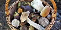 Hřiby, křemenáče, kozáky, lišky, smrže či bedly se perfektní hodí na sušení. Podle těchto pravidel vydrží až do příští sezony
