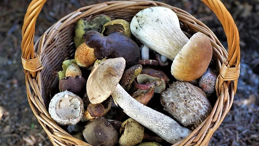 Hřiby, křemenáče, kozáky, lišky, smrže či bedly se perfektní hodí na sušení. Podle těchto pravidel vydrží až do příští sezony
