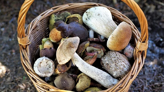Hřiby, křemenáče, kozáky, lišky, smrže či bedly se perfektní hodí na sušení. Podle těchto pravidel vydrží až do příští sezony