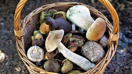 Velký přehled míst, kde podle odborníků najdete houby: Víme, odkud odejdete s plnými košíky i kam se vydáte zbytečně