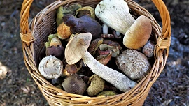 Sušení hub: Jak na to, aby nezplesnivěly a vydržely dlouho v dobré kondici?