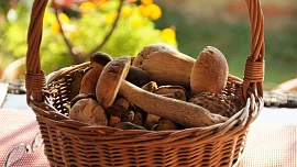 Encyklopedie hub: Zásobte se v lese na zimu. Nasbírejte si tyto houby a my vám poradíme, kam s nimi v kuchyni