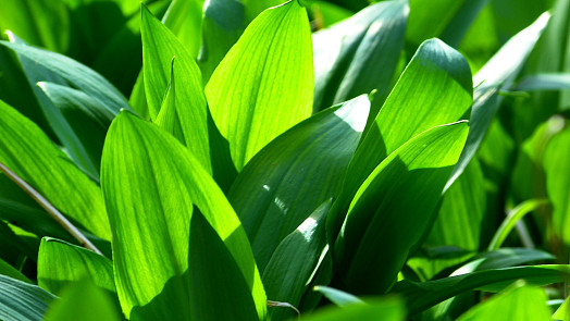 Začíná rašit medvědí česnek! Kdy a kde ho sbírat a jak jej využít v kuchyni?