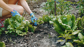 Mrkev s cibulí, brambory s křenem: Které druhy zeleniny si na záhonech vzájemně prospívají a které se naopak nesnesou?