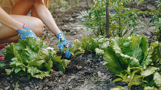 Mrkev s cibulí, brambory s křenem: Které druhy zeleniny si na záhonech vzájemně prospívají a které se naopak nesnesou?
