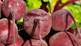 Červená řepa je nenáročná a snáší dobře i období sucha. Před prvními mrazíky musí celá úroda pryč ze záhonu