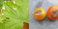 Pěstujeme rajčata: Co dělat, když plody šednou, praskají nebo rajským hnědnou listy? Na každý problém je řešení