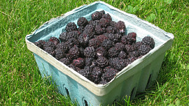 Černé maliny nejsou ostružiny: Toto vzácnější ovoce si vás získá výjimečně aromatickou chutí